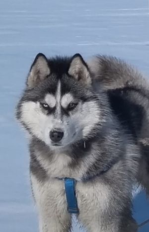 Dog Photo