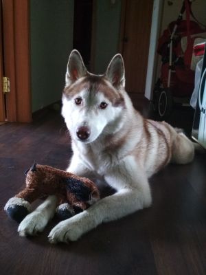 Dog Photo