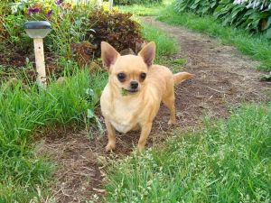 Dog Photo