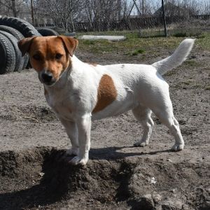 Dog Photo