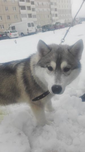 Dog Photo