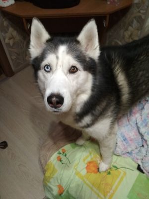 Dog Photo