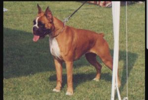 Dog Photo