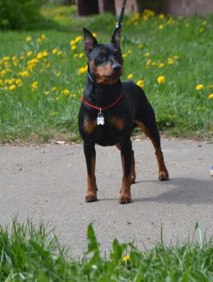 Dog Photo