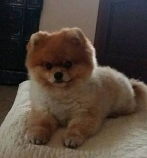 Dog Photo