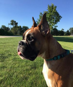 Dog Photo