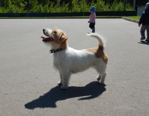 Dog Photo