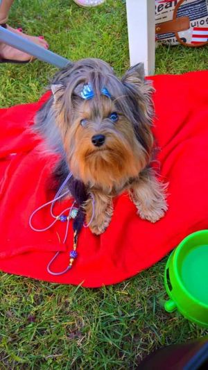 Dog Photo