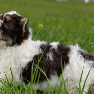 Dog Photo