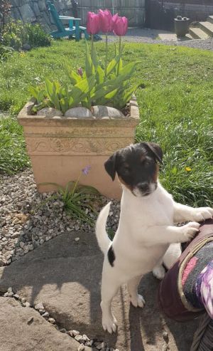 Dog Photo