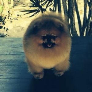 Dog Photo