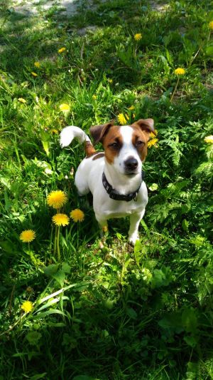 Dog Photo