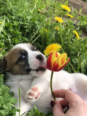 Dog Photo