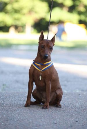 Dog Photo