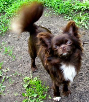 Dog Photo