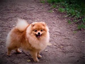 Dog Photo