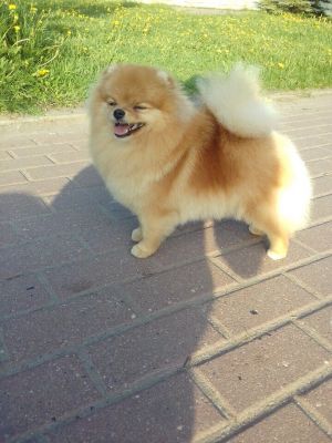 Dog Photo