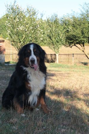Dog Photo
