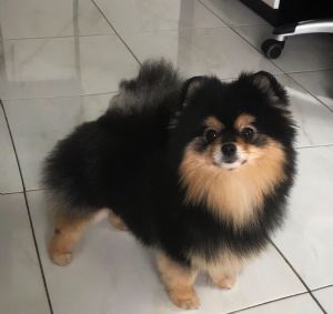Dog Photo