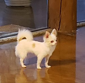 Dog Photo
