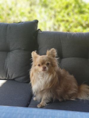 Dog Photo