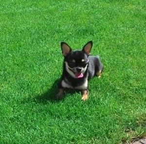 Dog Photo