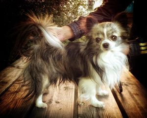 Dog Photo