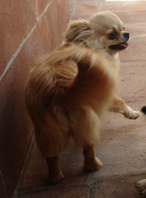 Dog Photo
