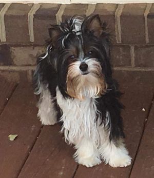 Dog Photo