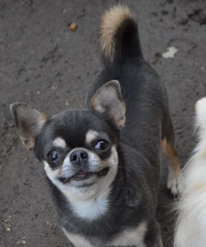 Dog Photo