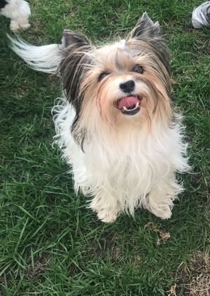 Dog Photo