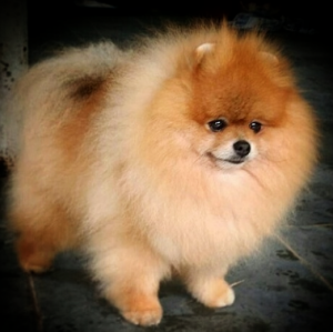 Dog Photo