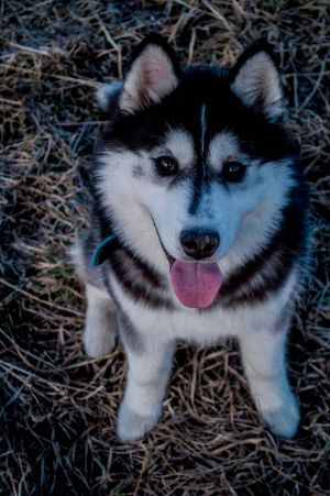 Dog Photo