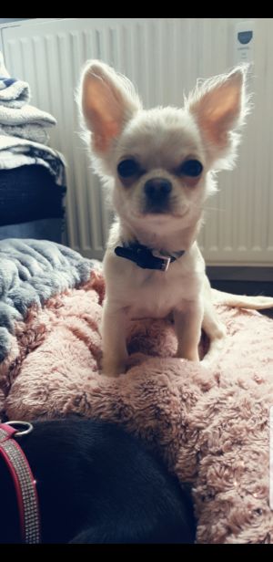 Dog Photo