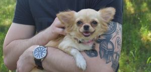 Dog Photo