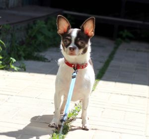 Dog Photo