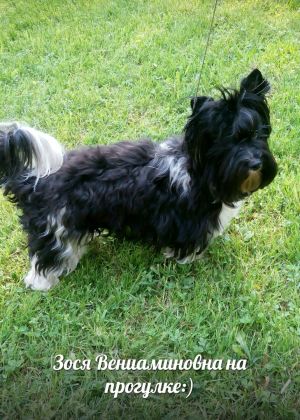Dog Photo