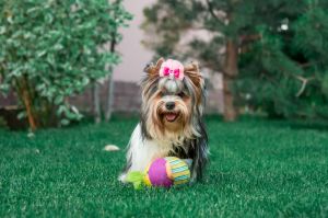 Dog Photo