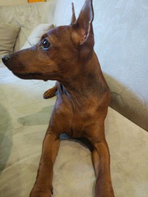 Dog Photo