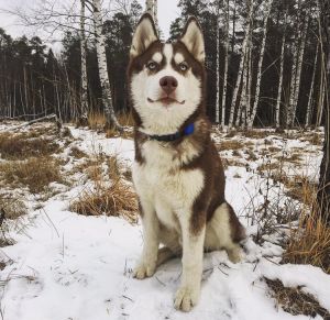 Dog Photo