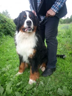Dog Photo