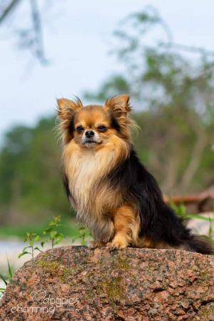 Dog Photo