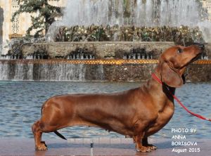 Dog Photo