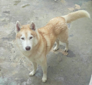 Dog Photo