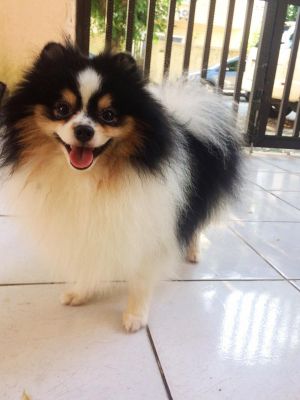 Dog Photo