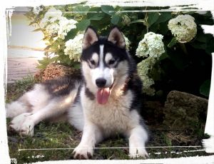Dog Photo