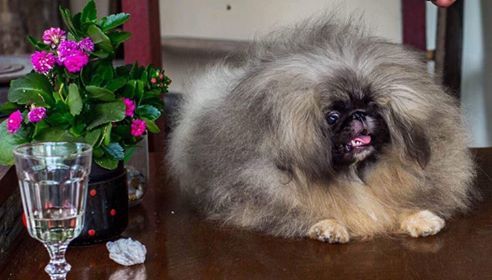 Dog Photo