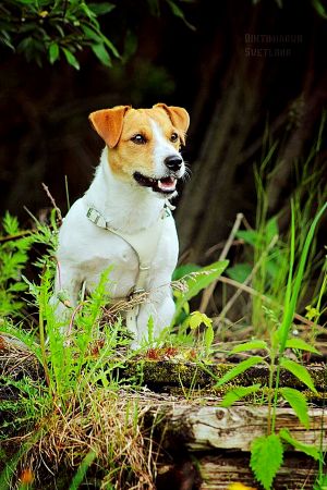 Dog Photo