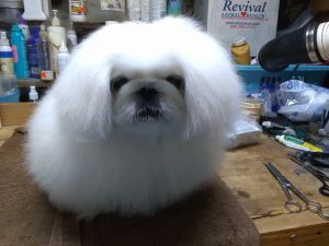 Dog Photo