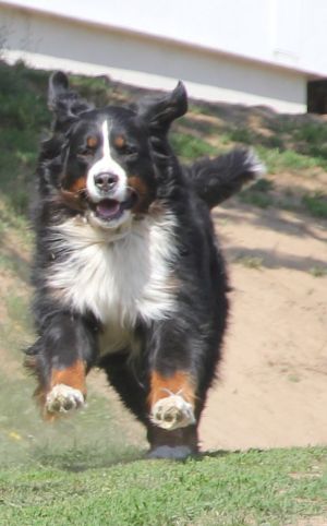 Dog Photo